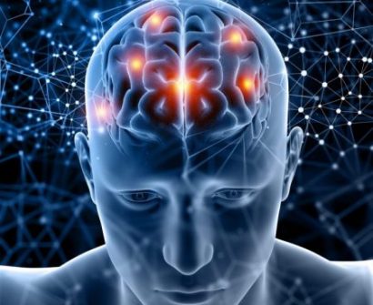 Brain